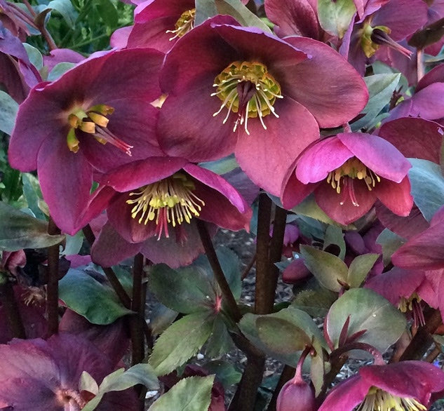Helleborus 'Anna's Red' Frostkiss Series