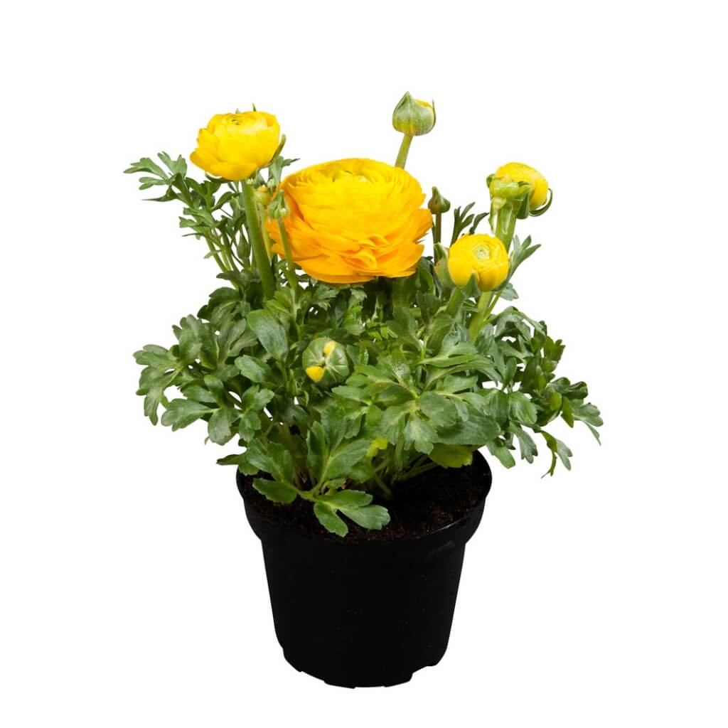 Ranunculus 'Sprinkles Yellow' Persian Buttercup