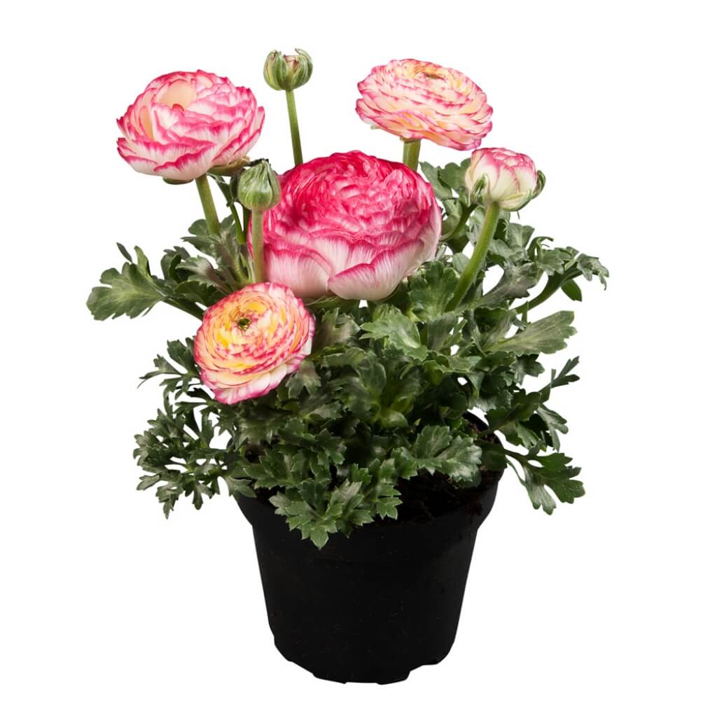 Ranunculus 'Sprinkles Pink Bicolor' Persian Buttercup