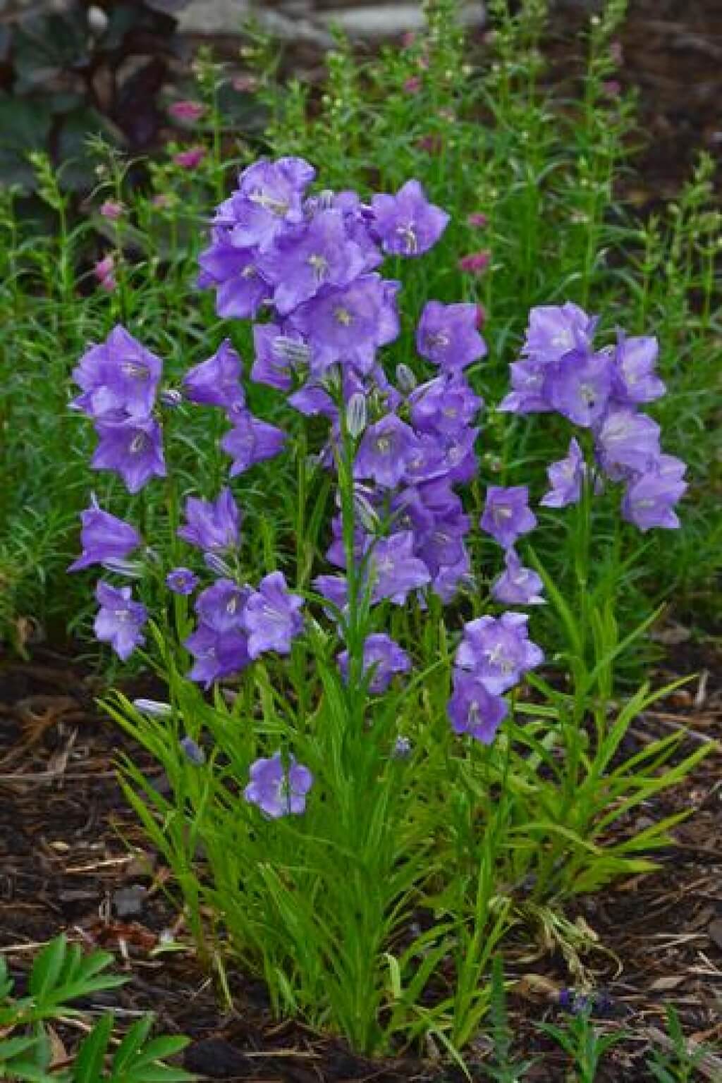 Campanula persicifolia 'Takion Blue' Bellflower