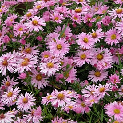Aster dumosus 'Wood's Pink' Michaelmas Daisy