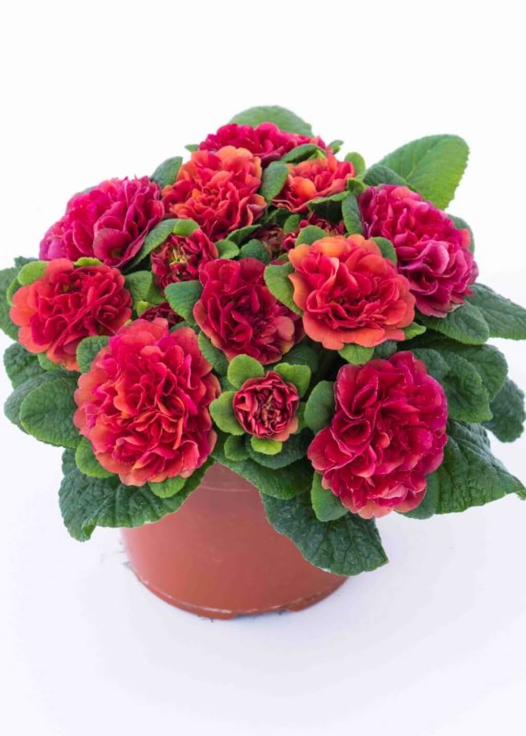 Primula BELARINA ‘Carmen’ Double Primrose