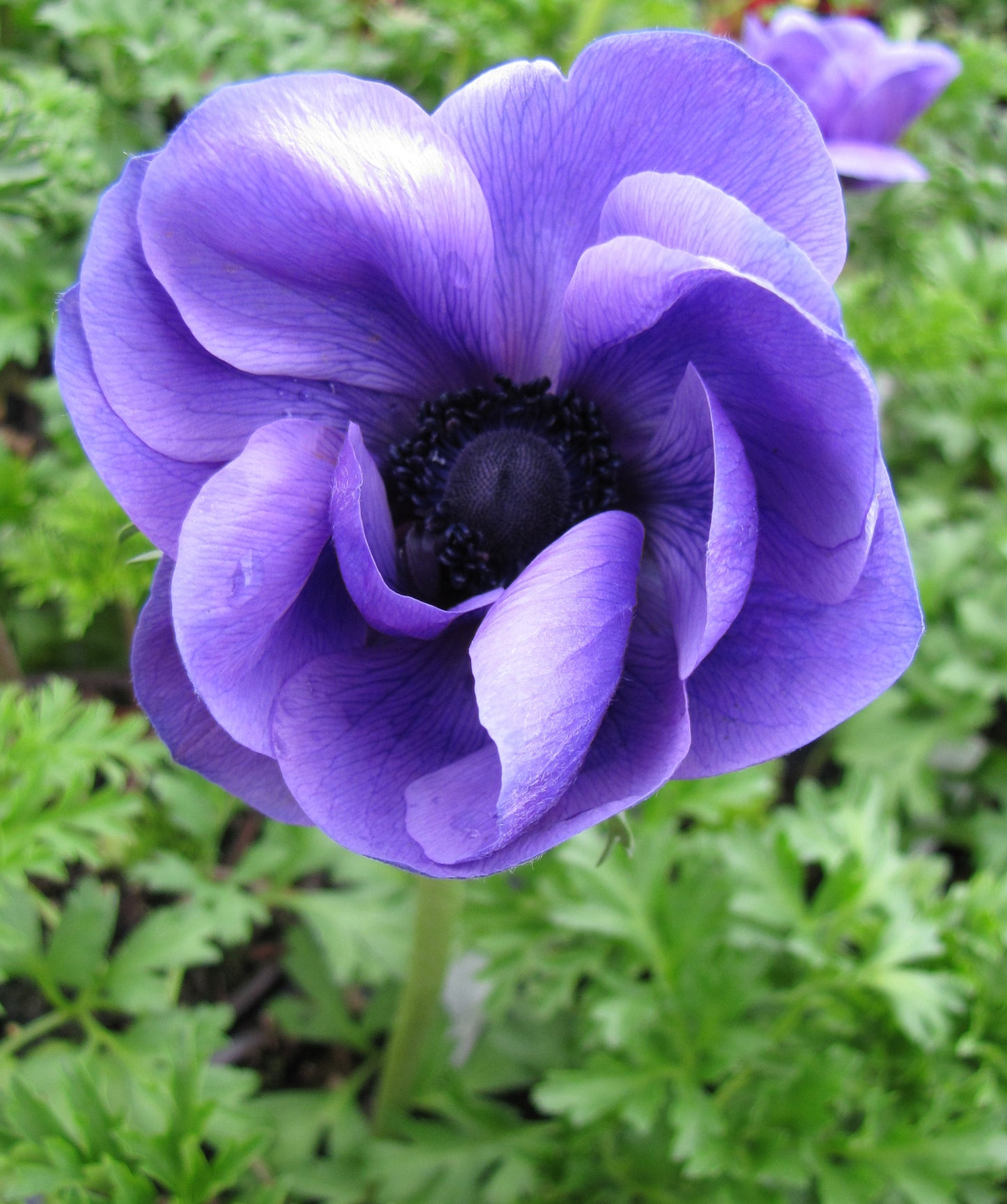 Anemone 'Harmony Blue' Windflower