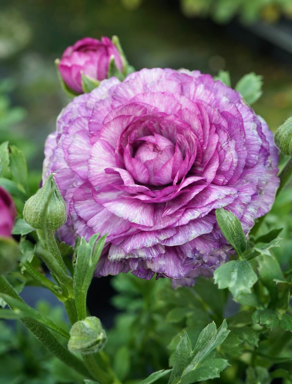 Ranunculus 'Sprinkles Violet Bicolor' Persian Buttercup