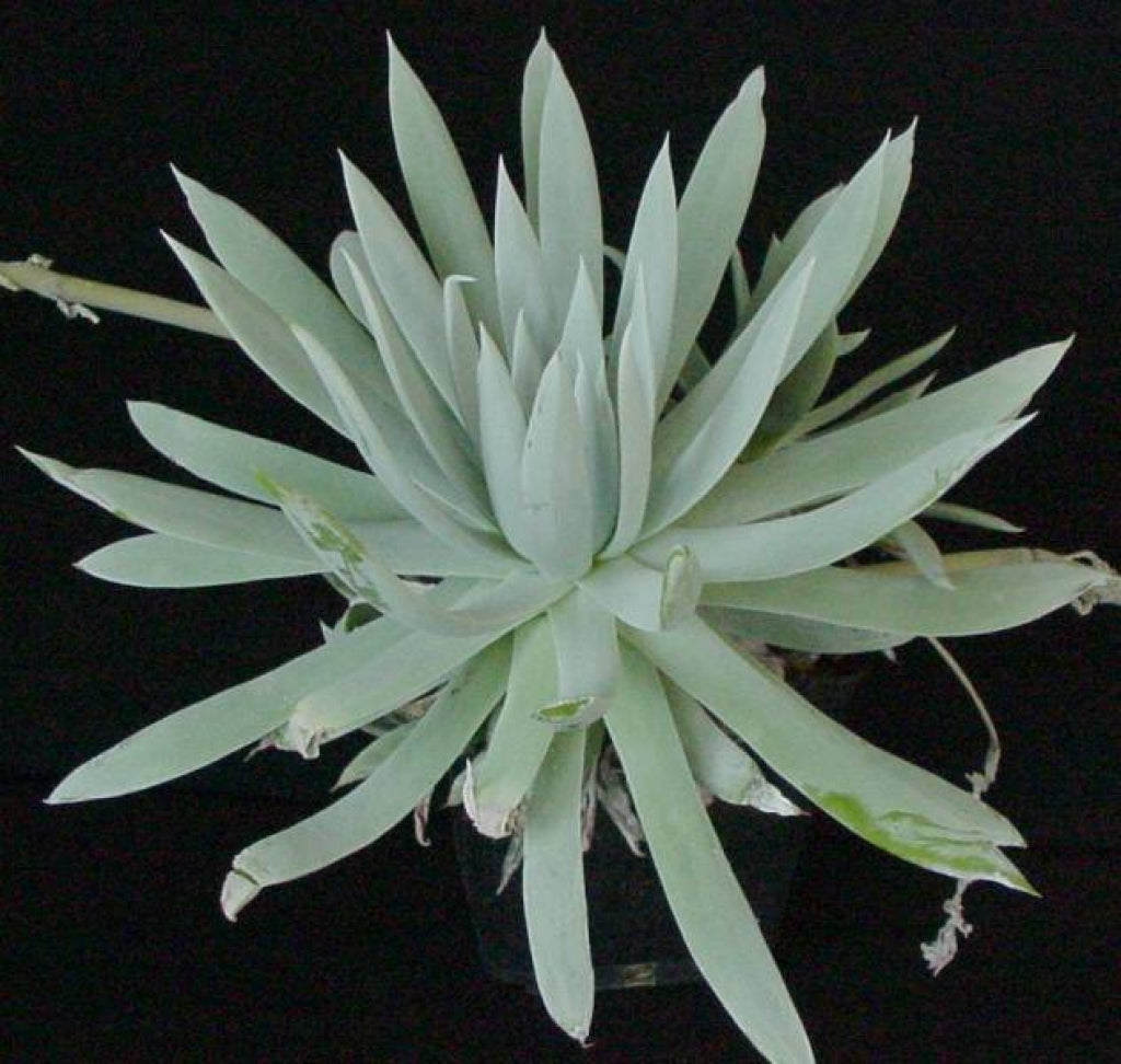 Dudleya candida Chalk Rose Succulent