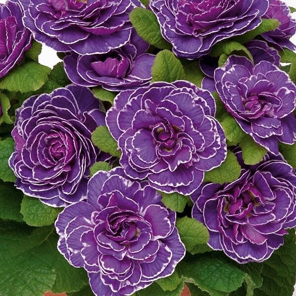 Primula BELARINA 'Amethyst Ice' Double Primrose