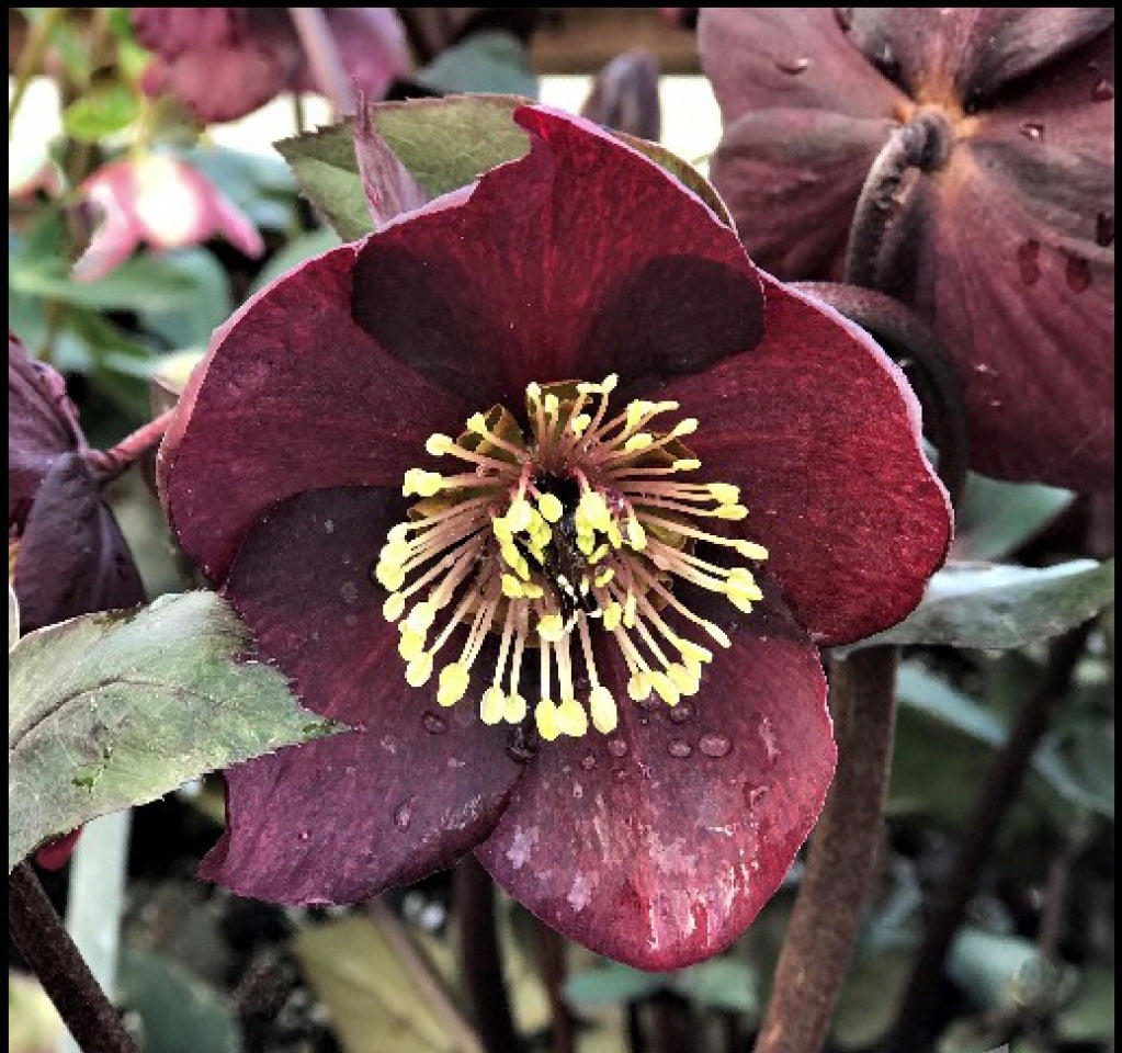 Helleborus 'Ice N' Roses Barolo' Snow Rose