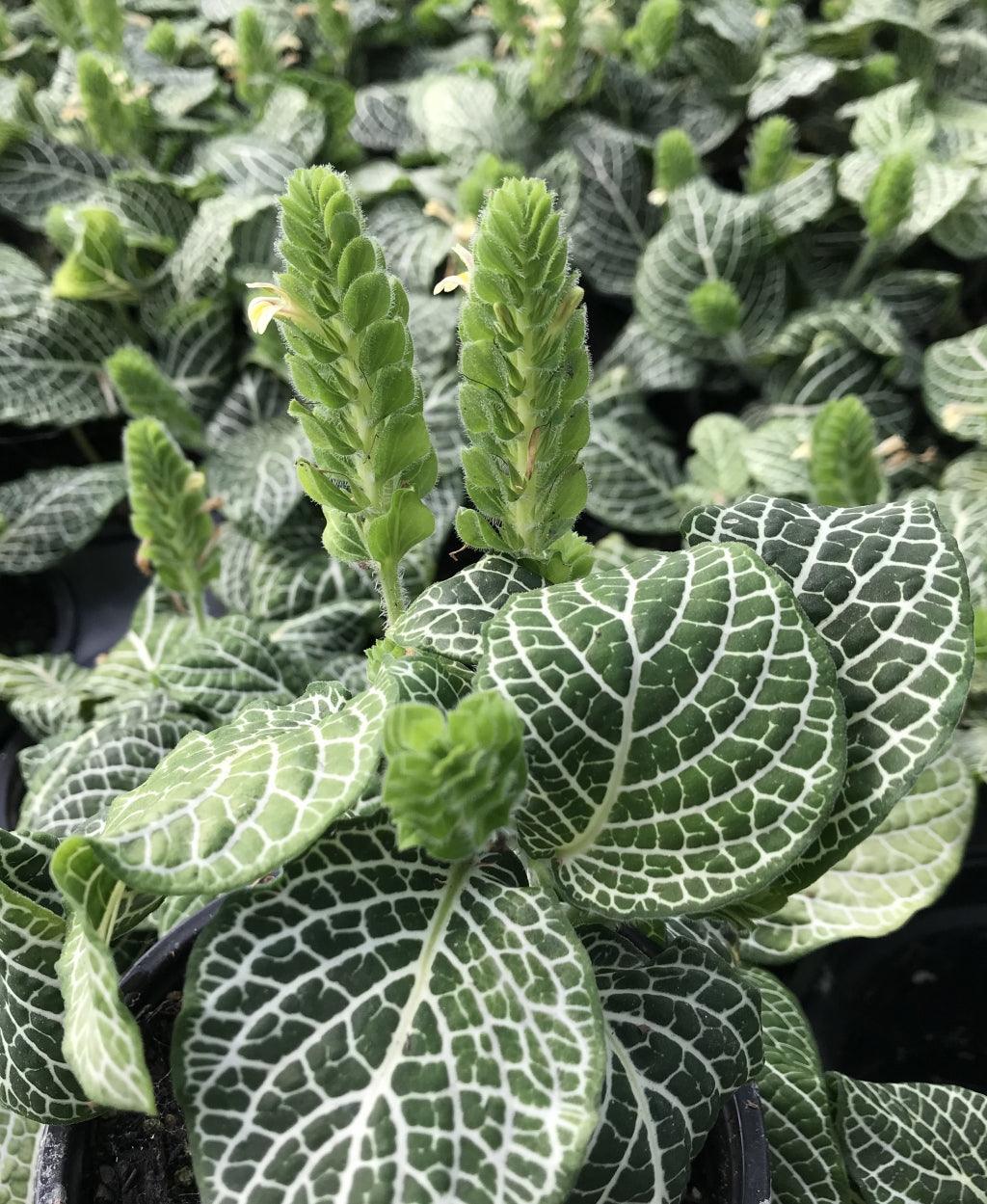 Fittonia albivenis Nerve Plant