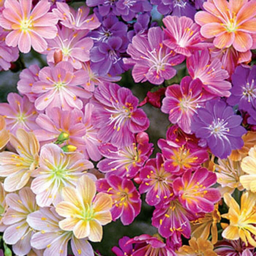 Lewisia 'Rainbow Mix'
