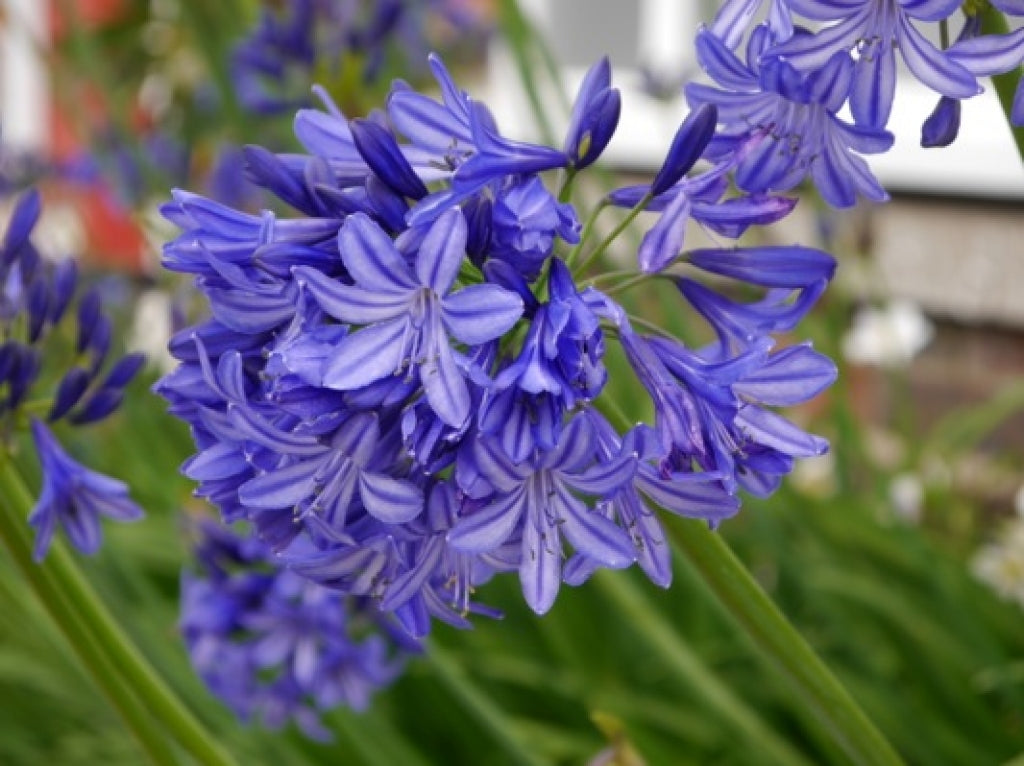 Agapanthus 'Northern Star' African Lily