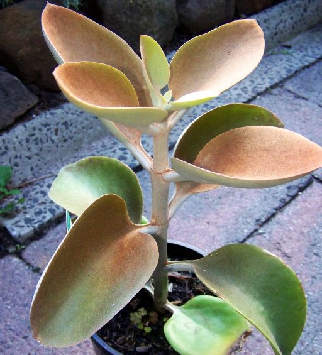 Kalanchoe orgyalis Copper Spoons Succulent