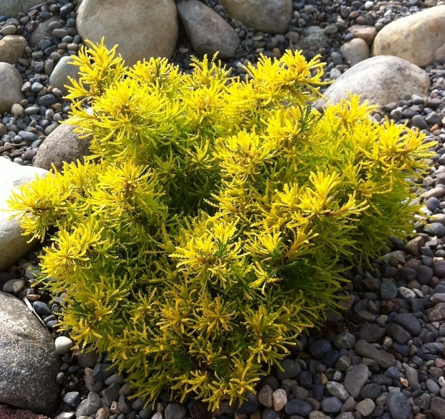 Santolina virens 'Lemon Fizz' Lavender Cotton