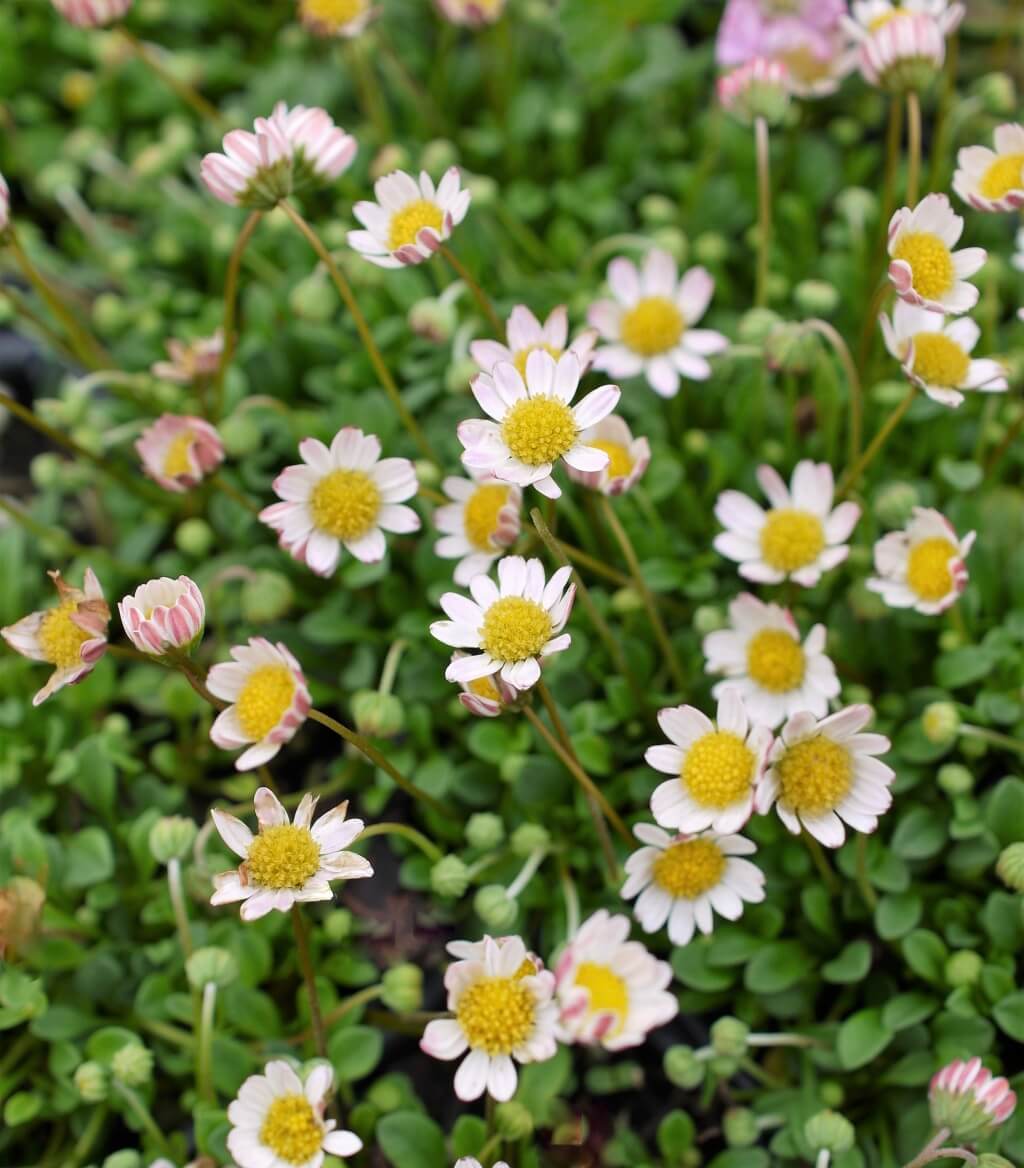 Bellium minutum Miniature Daisy