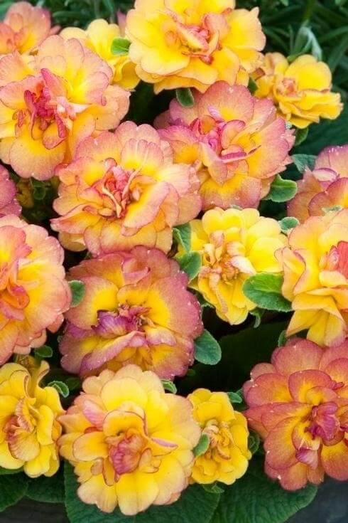 Primula BELARINA 'Nectarine' Double Primrose
