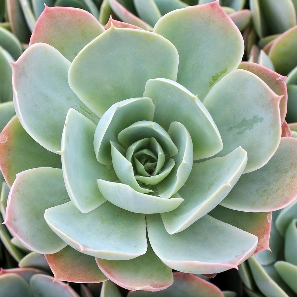 Echeveria 'Domingo' Succulent