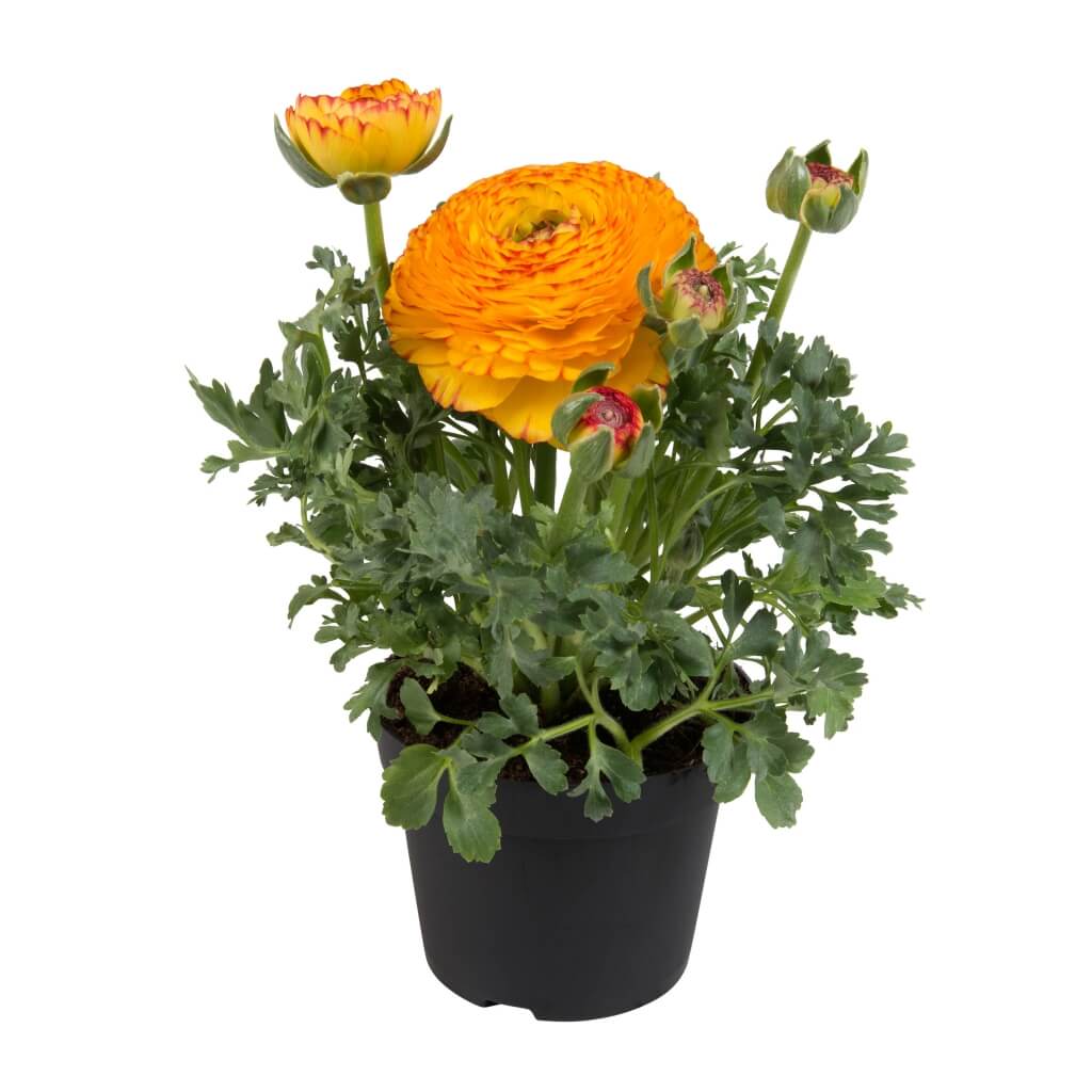 Ranunculus 'Sprinkles Yellow-Red Bicolor' Persian Buttercup