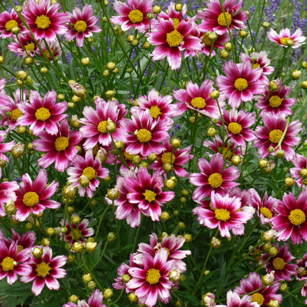 Coreopsis 'Li'l Bang Starstruck' Tickseed