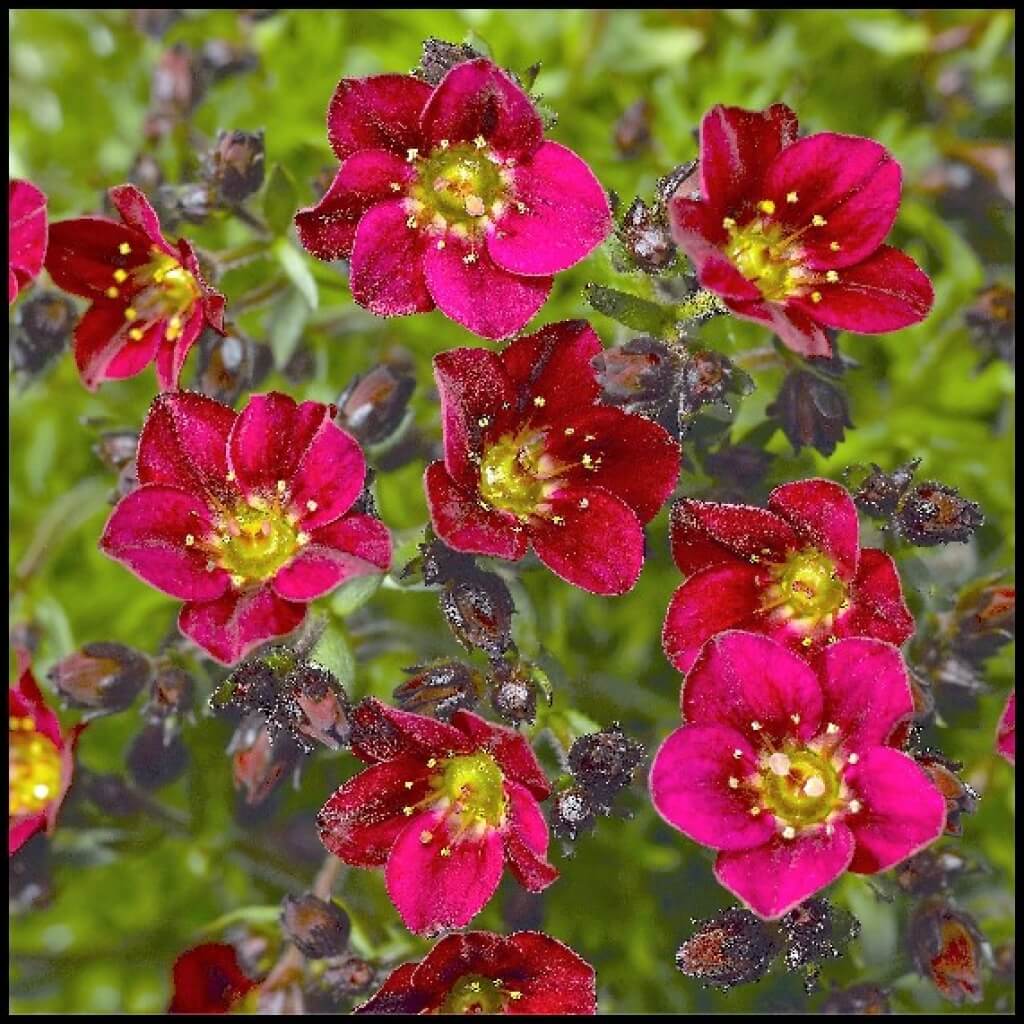 Saxifraga 'Touran Deep Red' | Early-Blooming, Compact Rockfoil