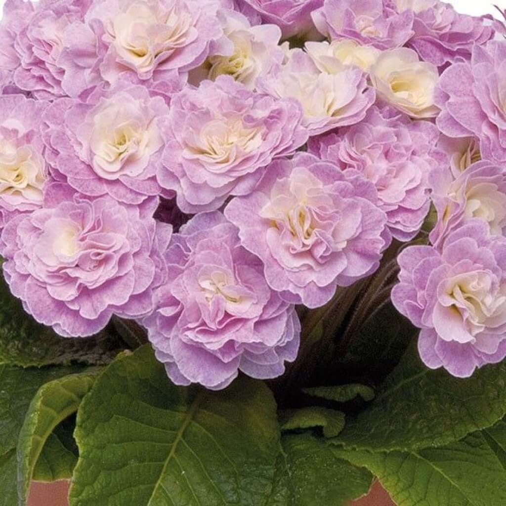 Primula BELARINA 'Pink Champagne' Double Primrose