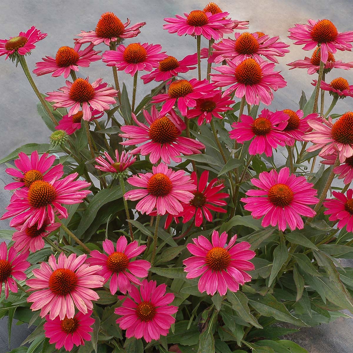Echinacea 'Kismet Raspberry' Coneflower