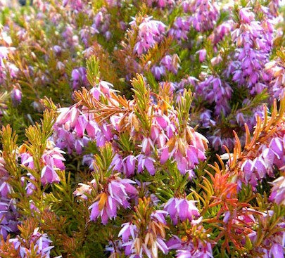 Pink Spangles Erica Heather