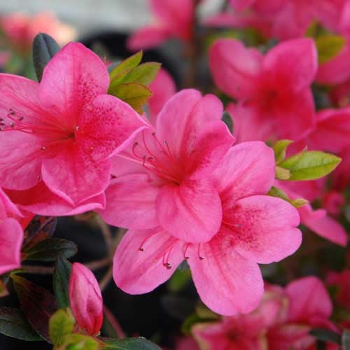Glamour Azalea