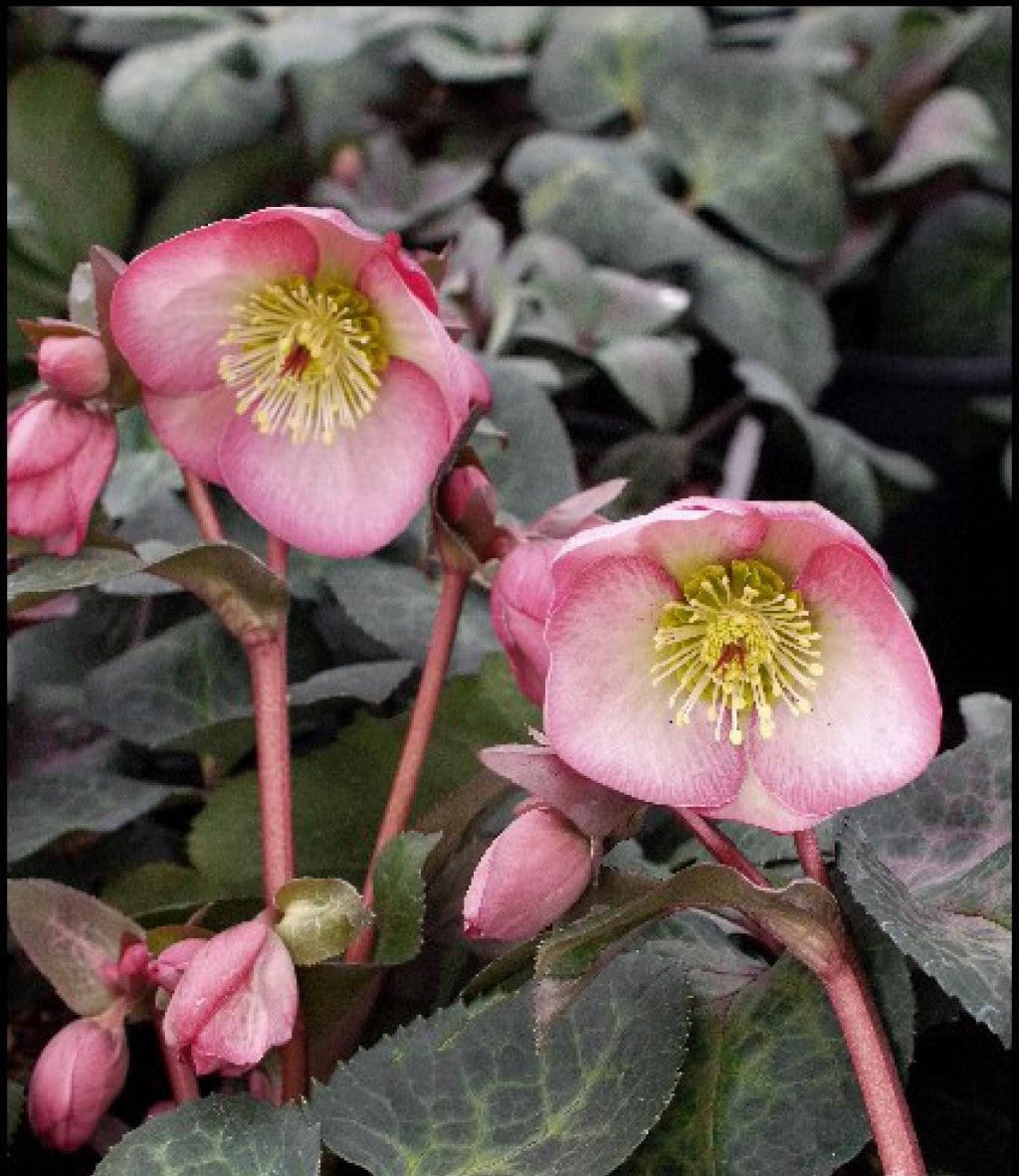 Helleborus 'Dana's Dulcet' Frostkiss Series Lenten Rose