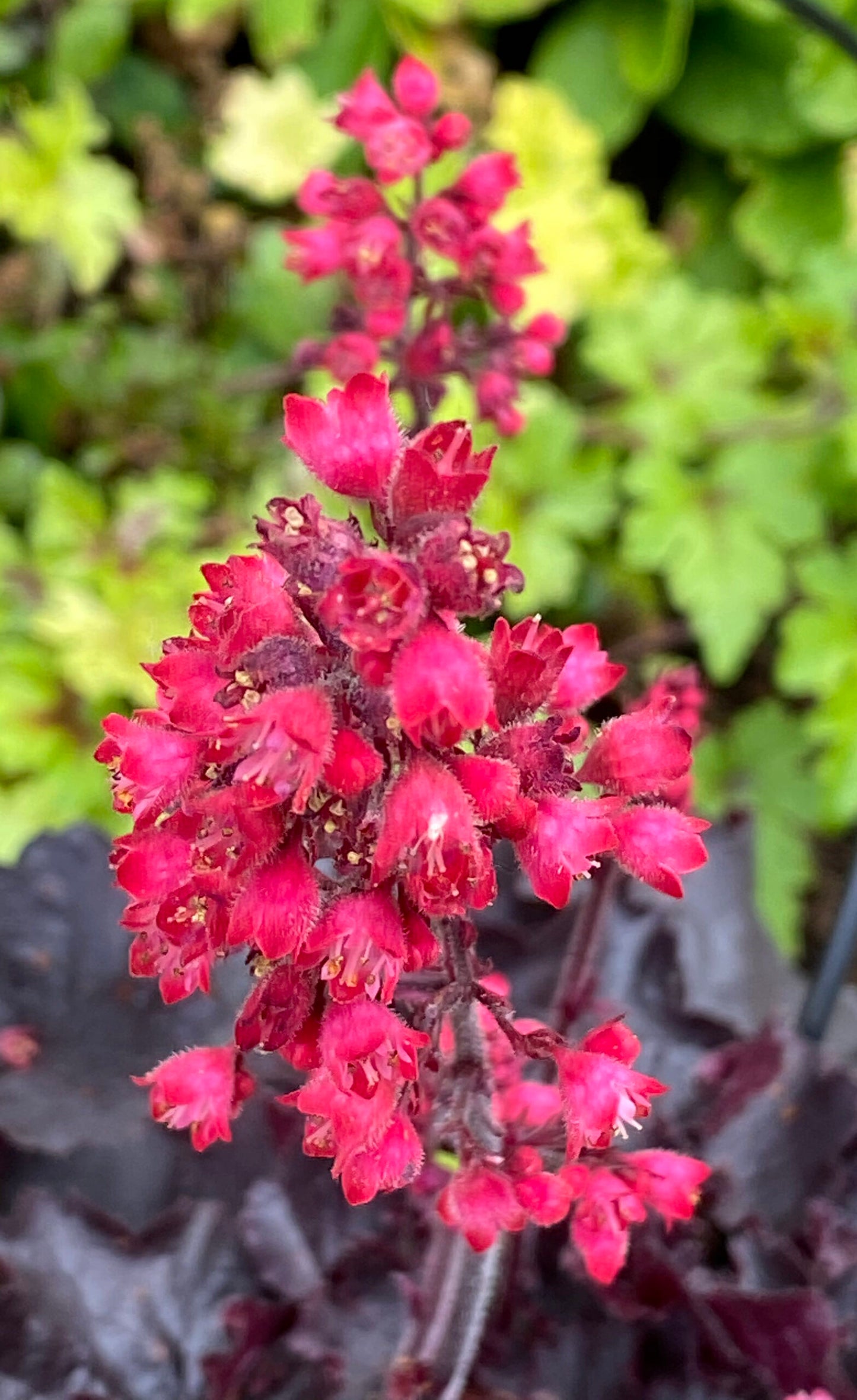 Black Forest Cake Coral Bells