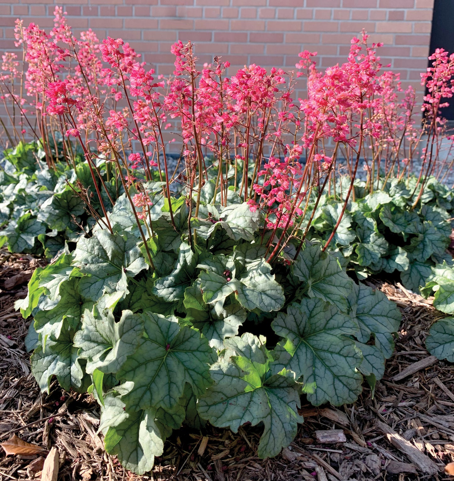 Little Cutie Shimmer Coral Bells