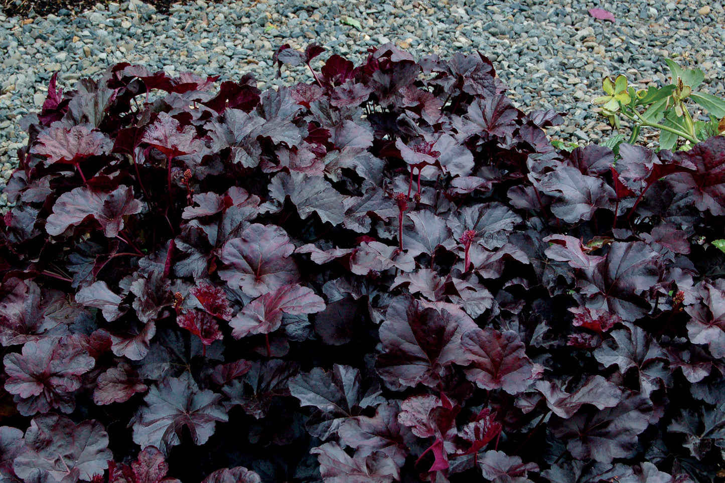Obsidian Coral Bells