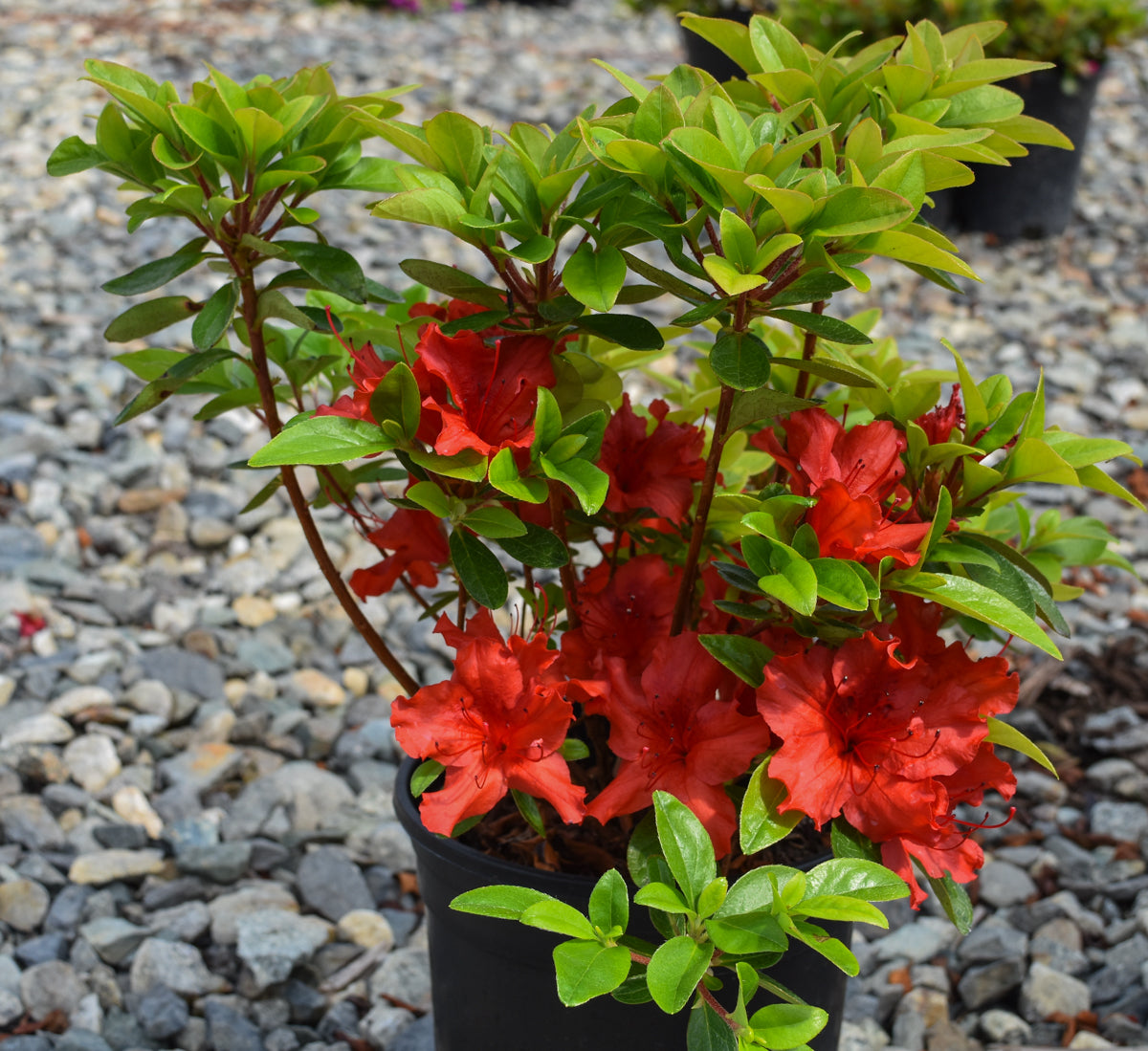rhododendron hot shot Girard's Hot Shot Azalea green foliage, single reddish-orange flowers Free  Delivery – Plants4Home
