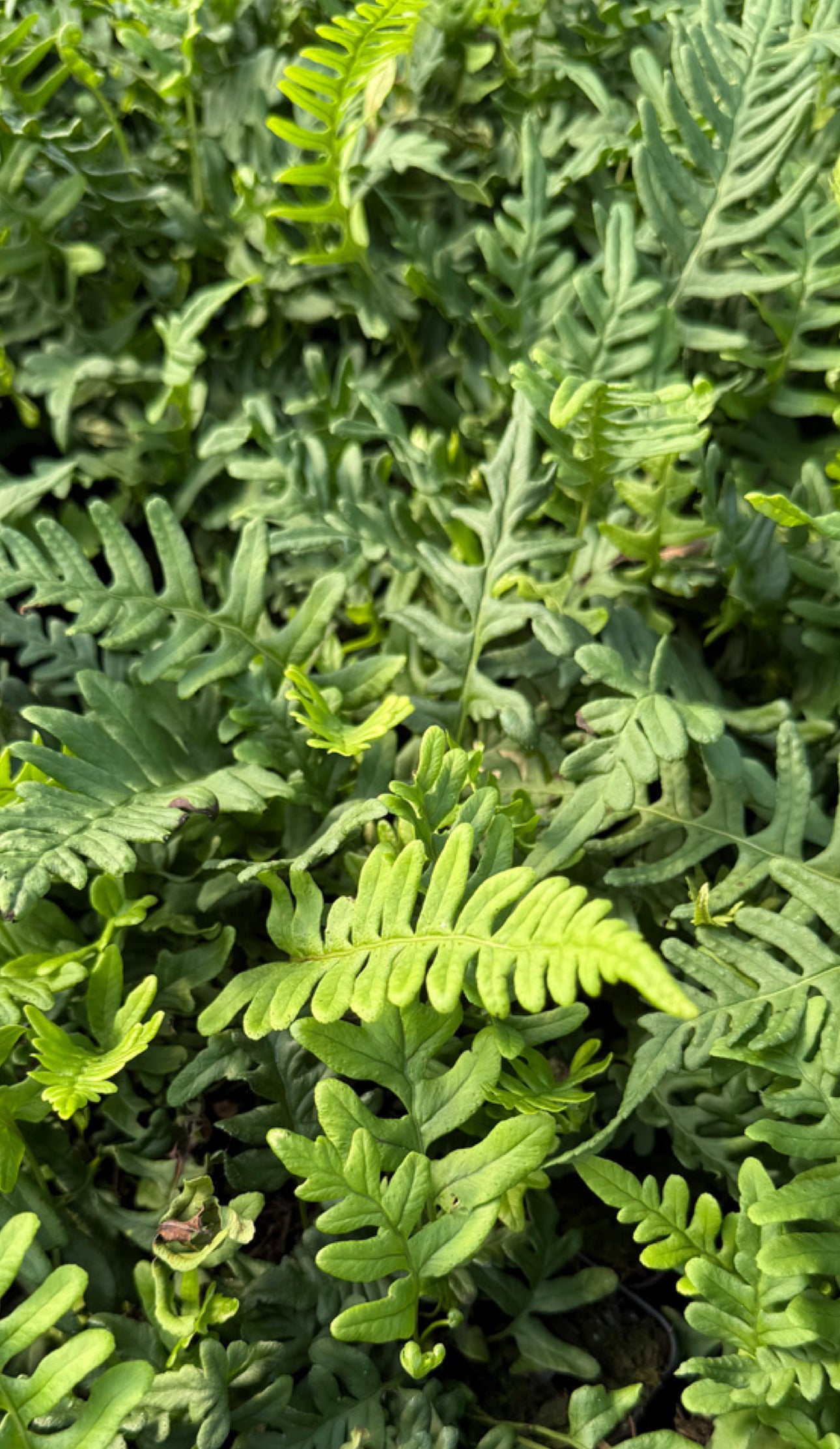 Leatherleaf Fern