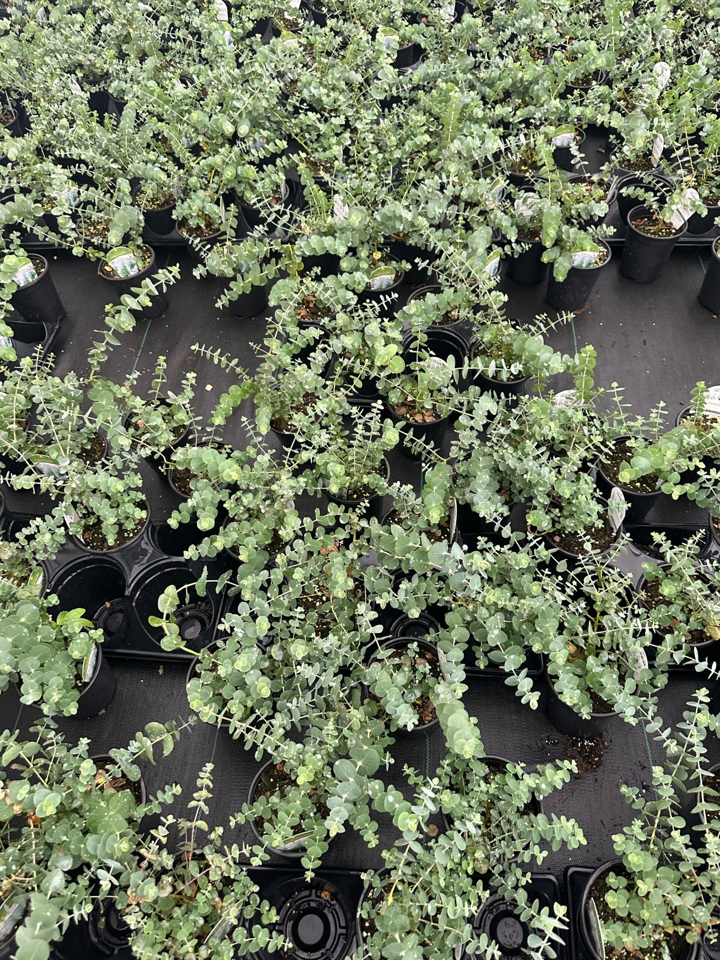 Eucalyptus ‘Baby Blue’