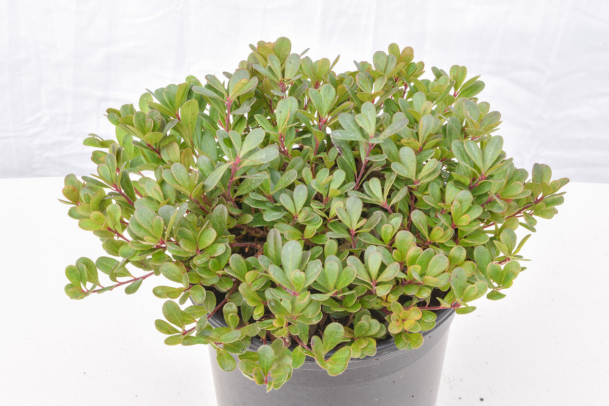 Massachusetts Kinnikinnick