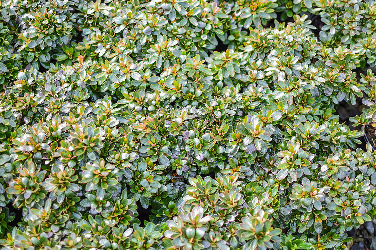 Pearl Bradford Azalea