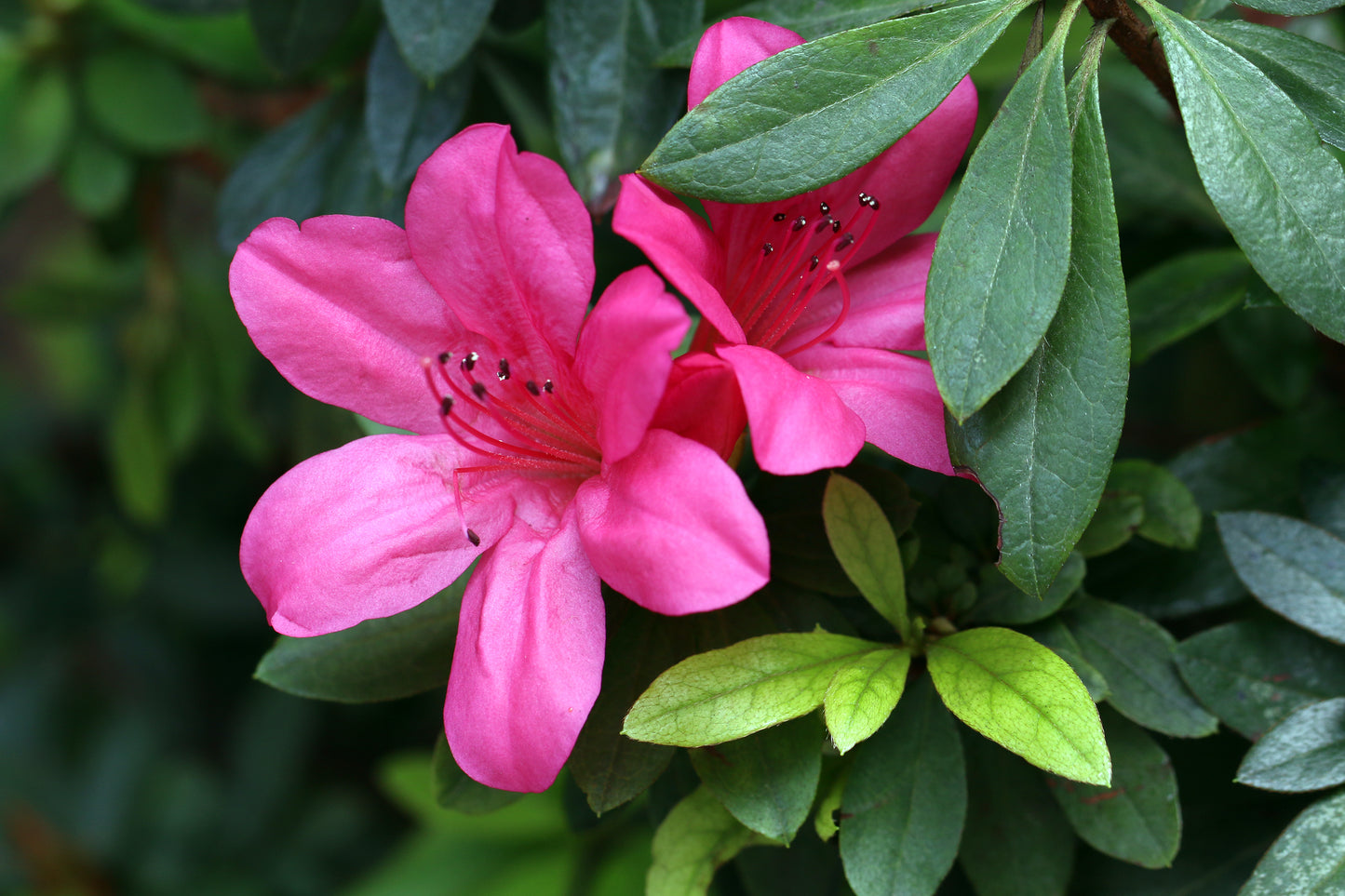 Satasuki Elkin Azalea