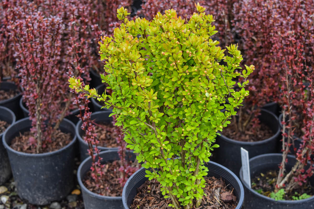 Golden Rocket Barberry
