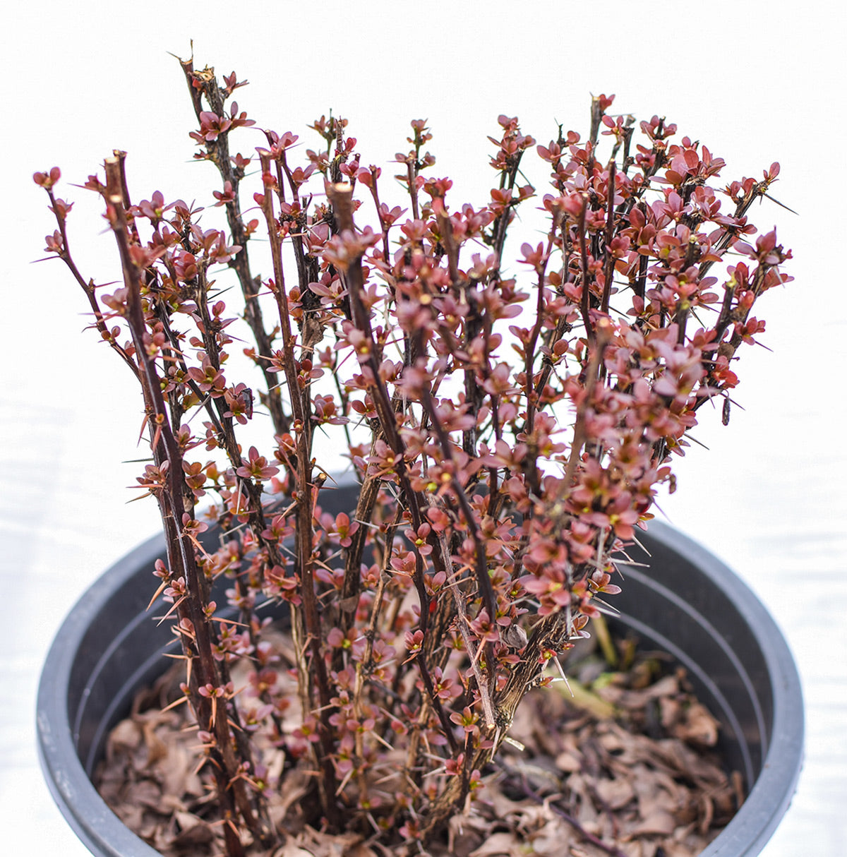 Helmond Pillar Barberry