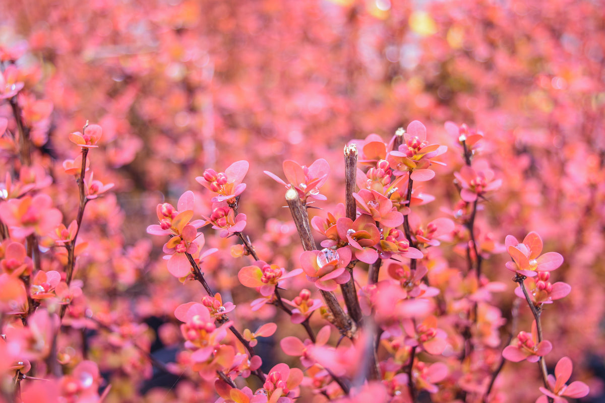 Orange Rocket Barberry