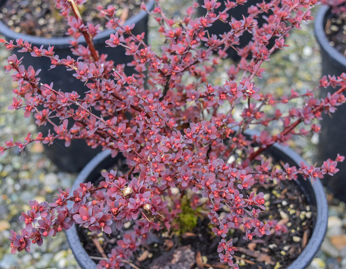 Rose Glow Barberry