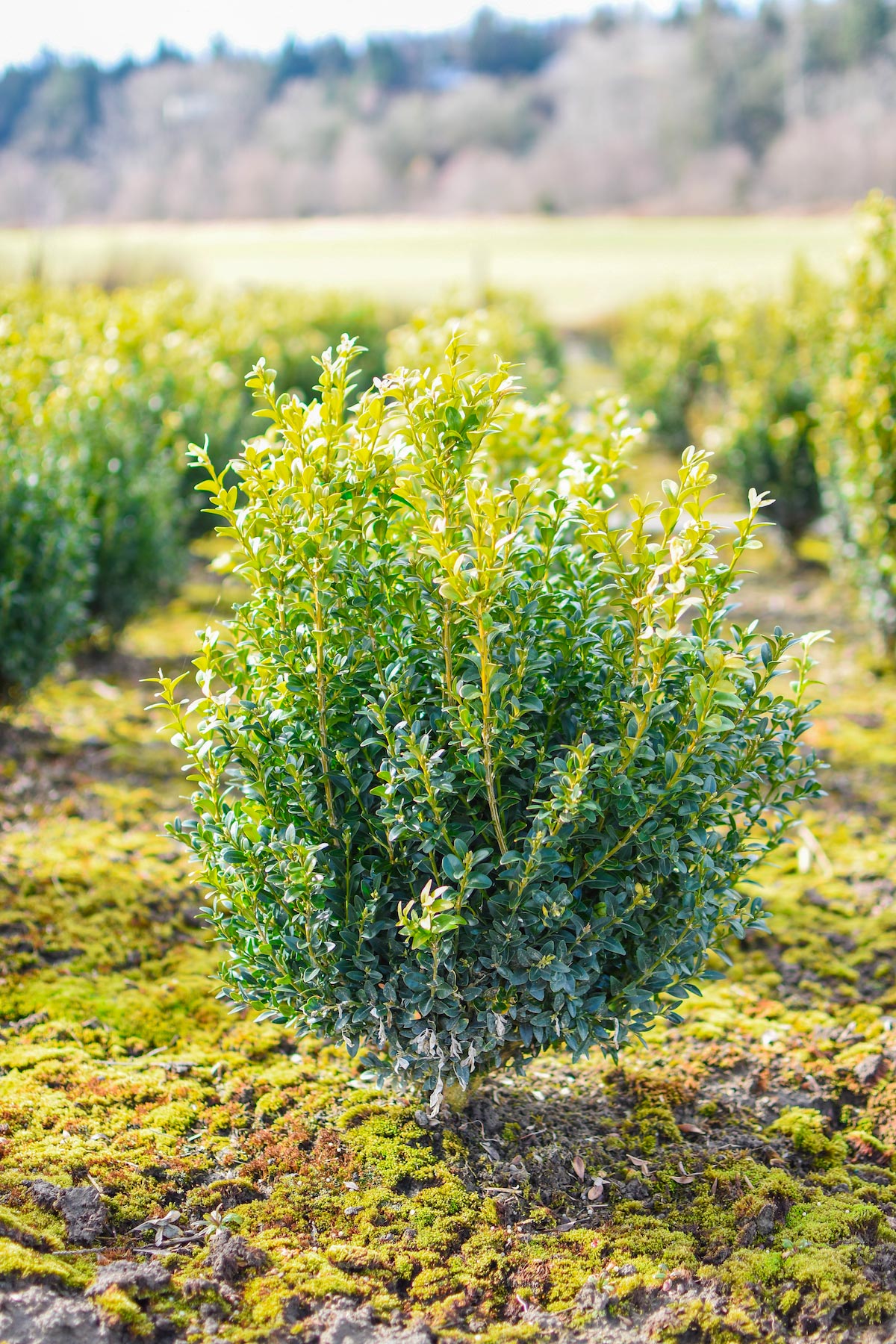 English Boxwood