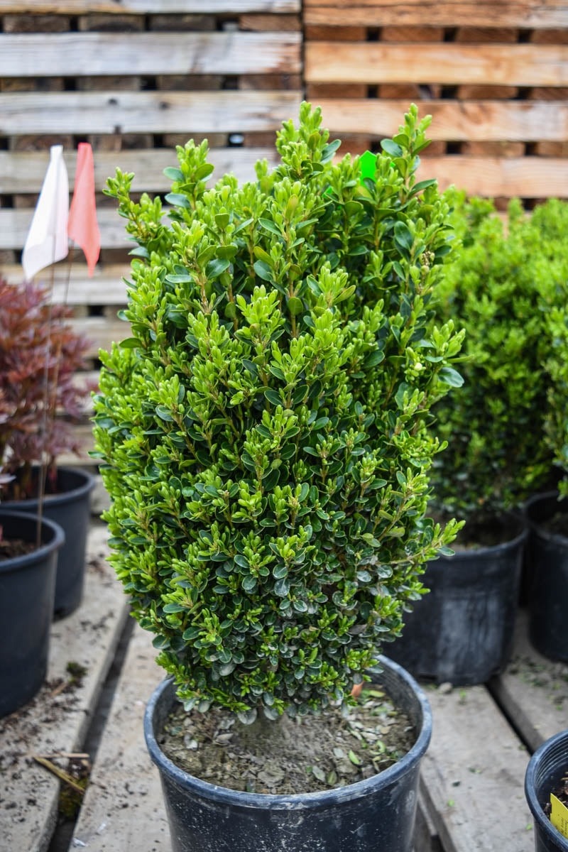 Dwarf English Boxwood