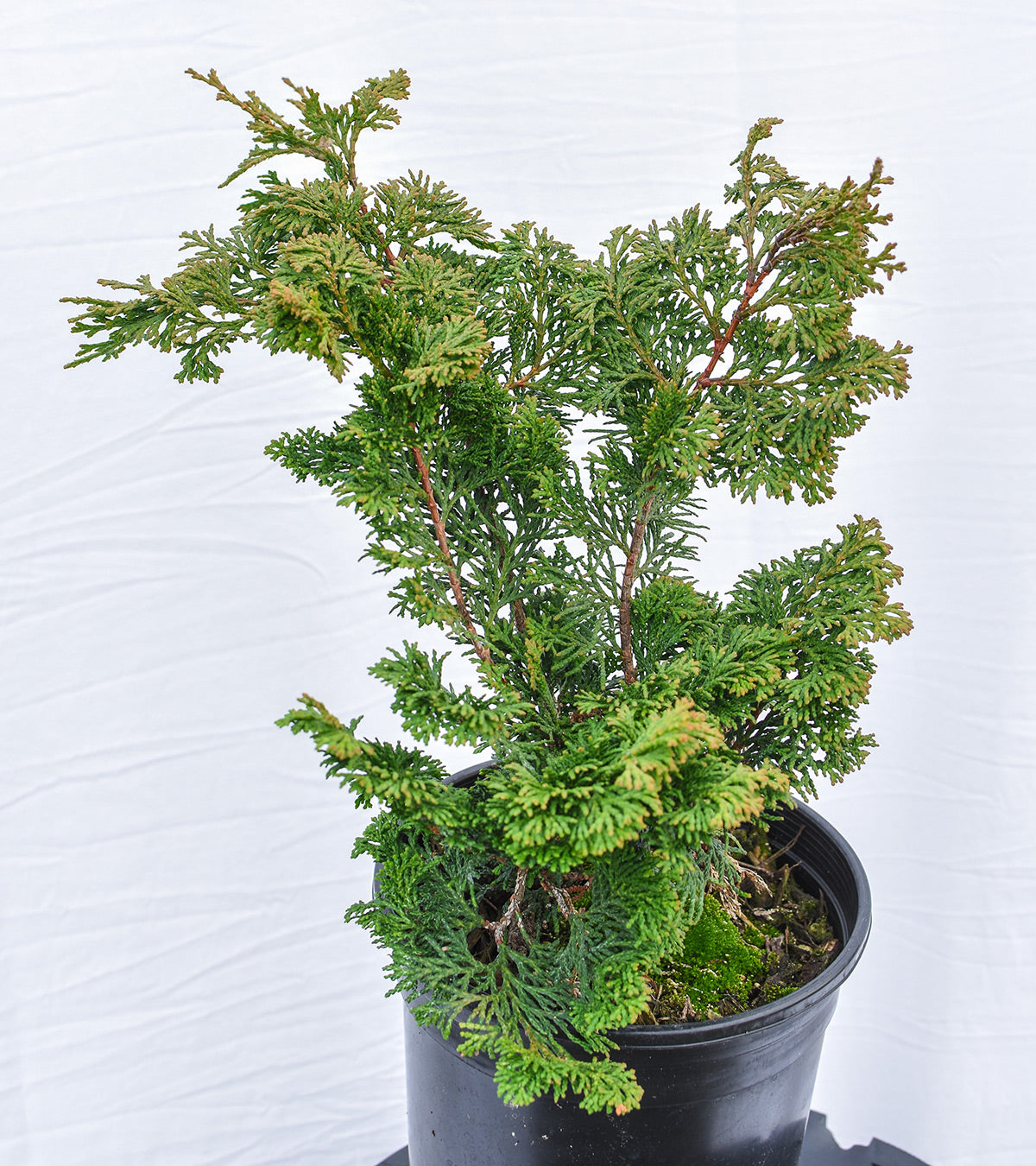 Compact Hinoki Cypress Chamaecyparis obtusa