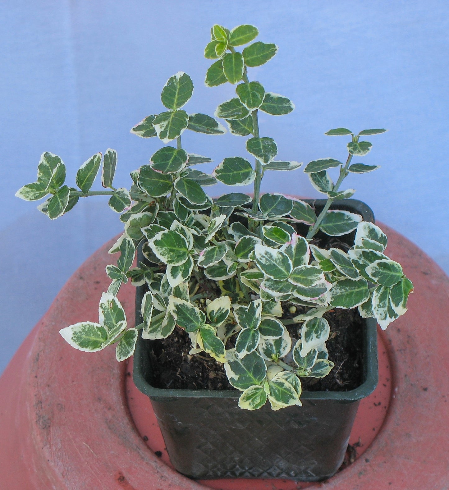 Euonymus fortunei 'Emerald Gaiety' Silver Variegated Winter Creeper