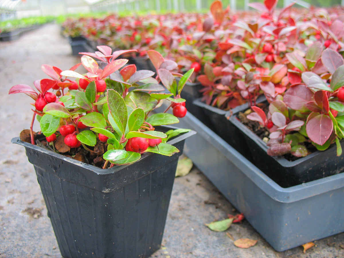 Creeping Wintergreen Gaultheria procumbens