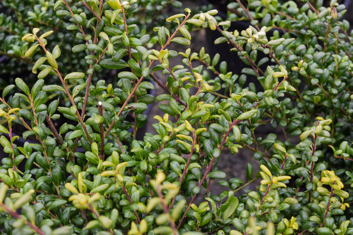 Convex-Leaf Japanese Holly