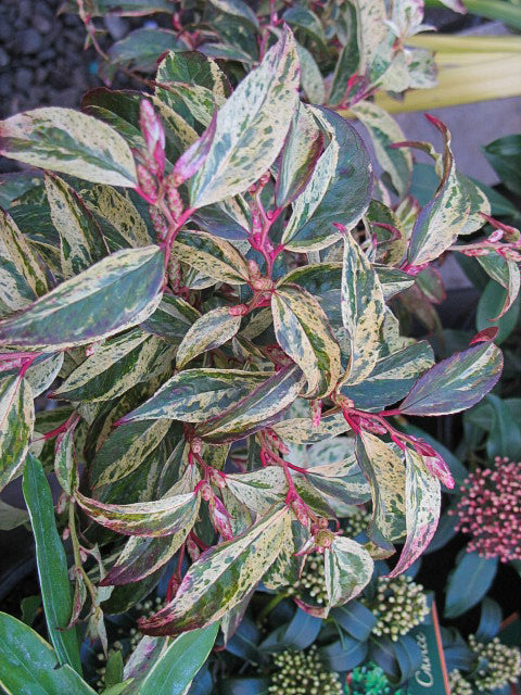 Rainbow Drooping Fetterbush Leucothoe