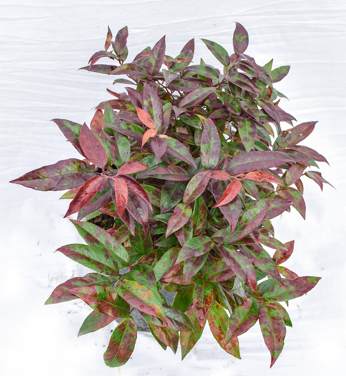 Scarletta® Fetterbush