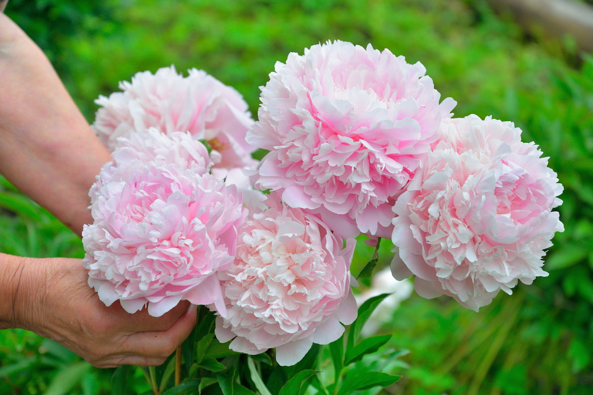 'Sarah Bernhardt' Peony