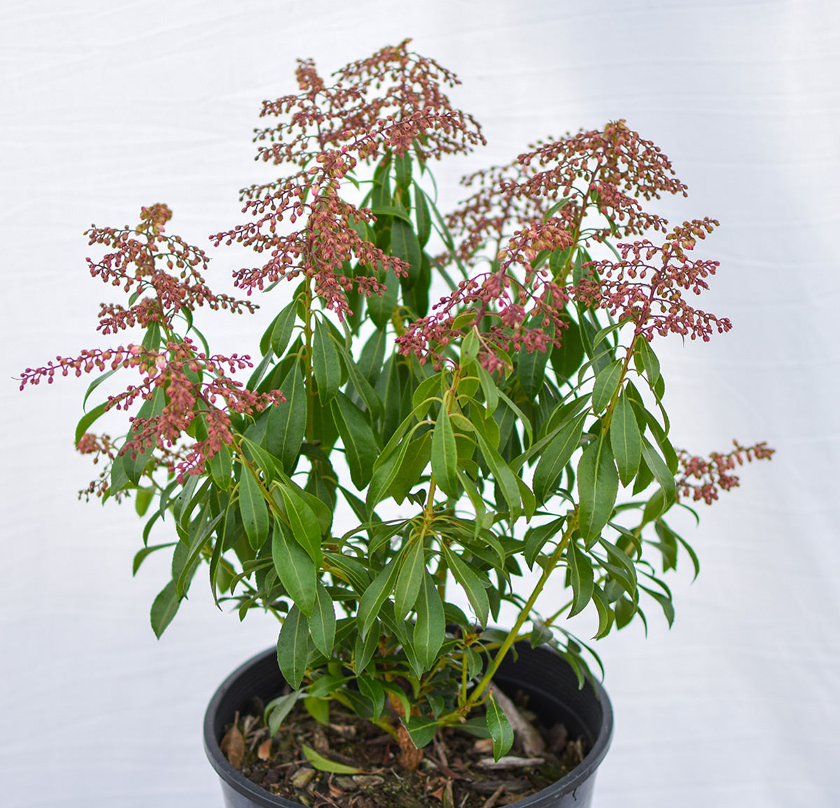 'Valley Rose' Lily-of-the-Valley Shrub